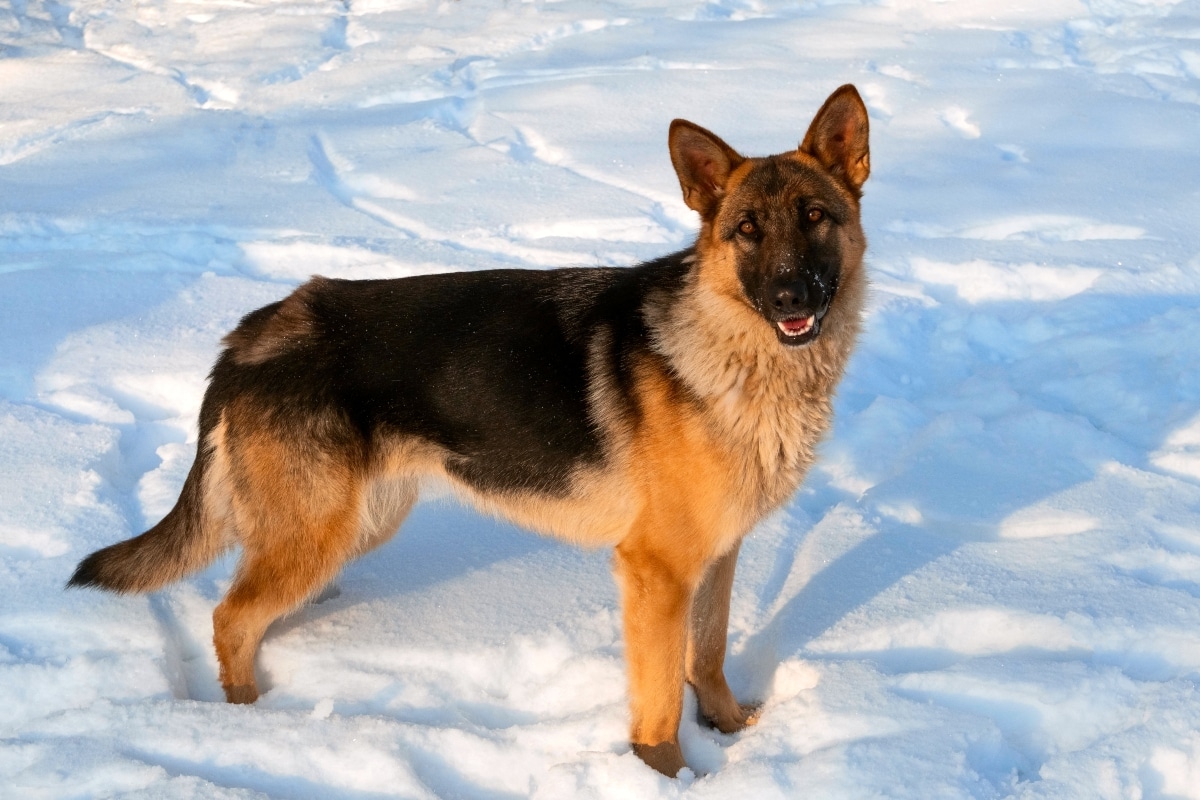 German Shepherd stands alert, embodying fearless protection and noble leadership.
