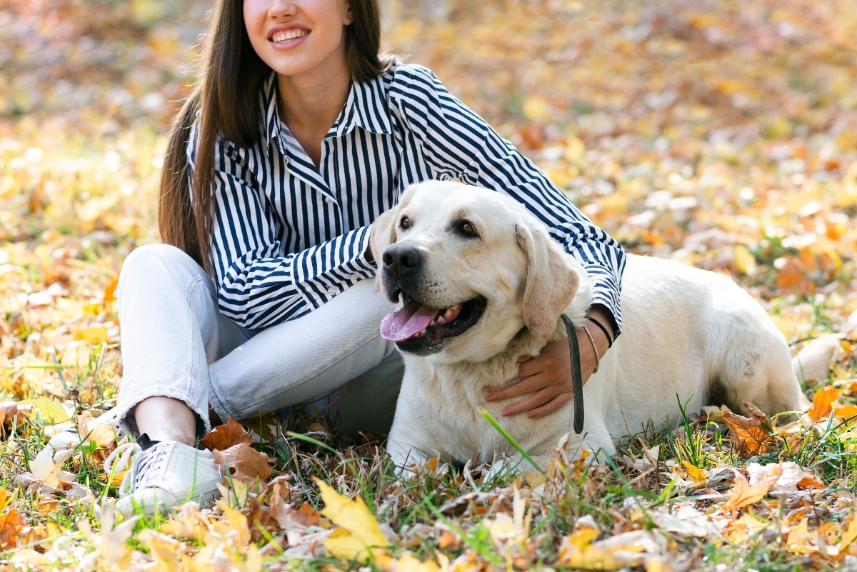 Labrador Retriever leaning close, radiating devotion and a hint of separation anxiety