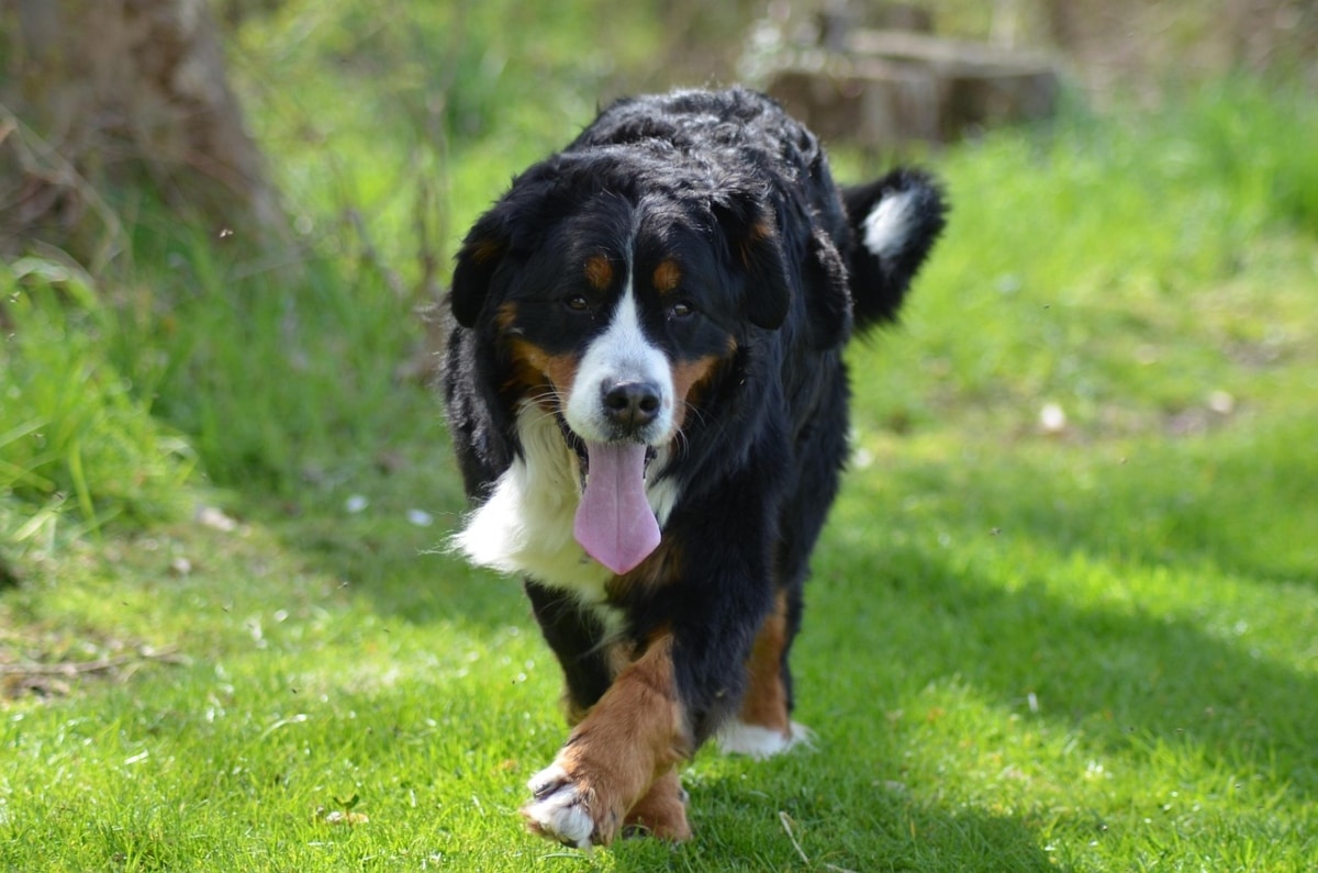 A Bernese Mountain Dog stands tall with quiet bravery in its eyes.