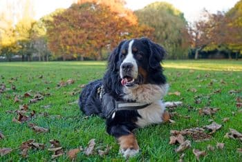 Bernese Mountain Dog appearing calm with its signature tri-color coat.