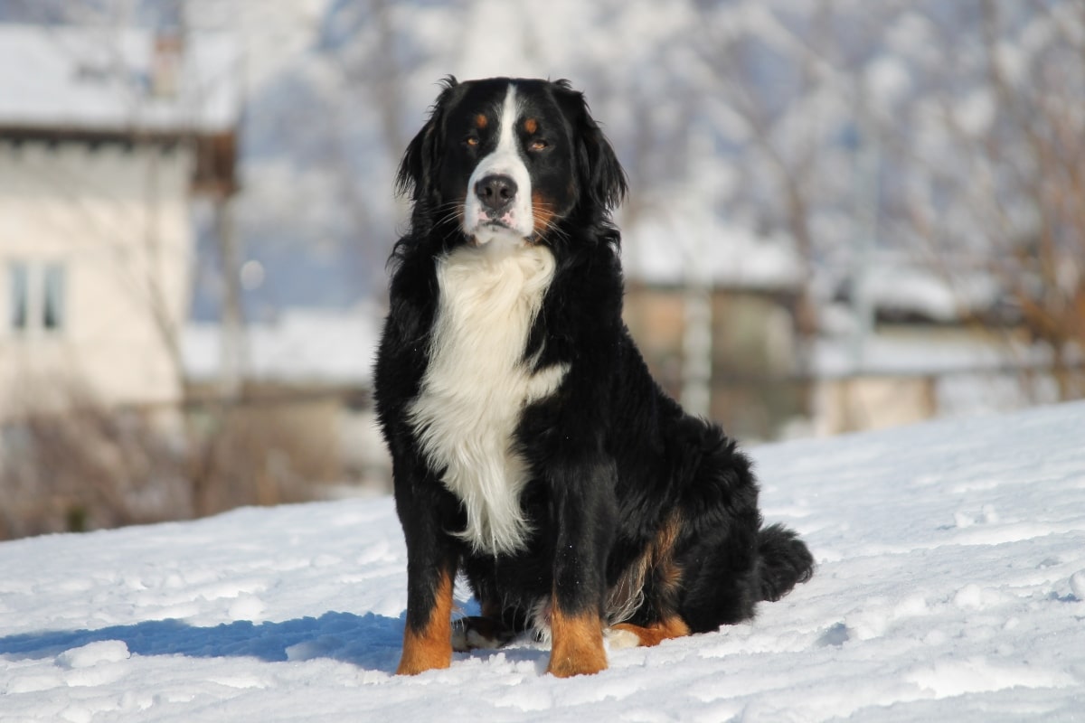 Bernese Mountain Dog sitting peacefully, radiating emotional calm and loyalty.