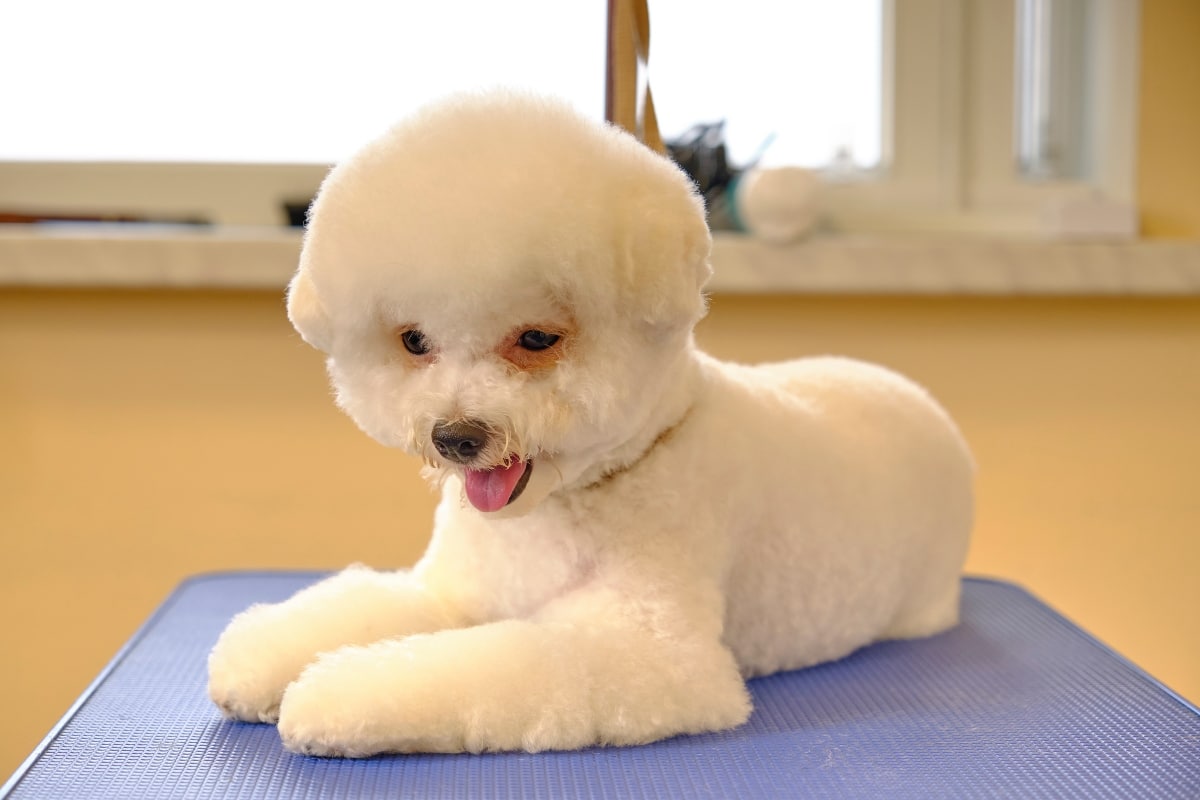 Bichon Frise curled up gently, showing round fluff and joyful softness.