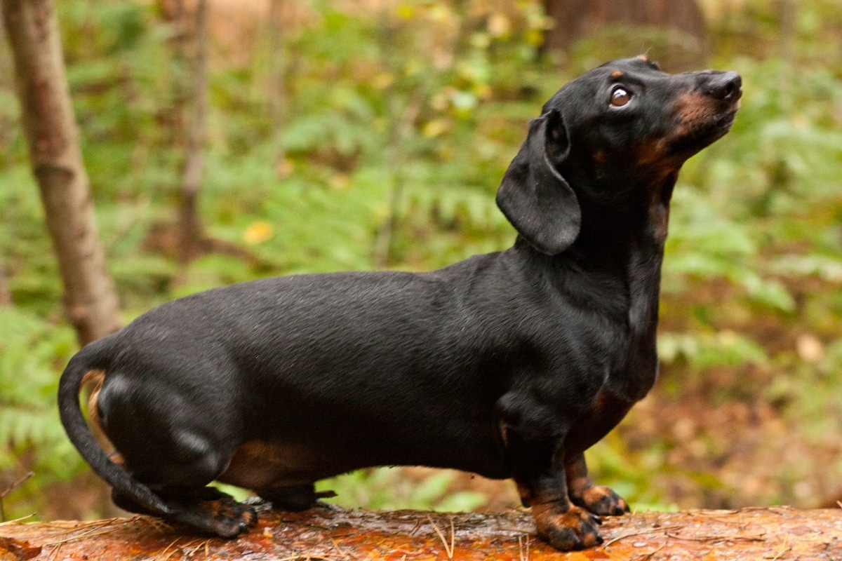 Dachshund staring intently with a long body pressed close to its person.