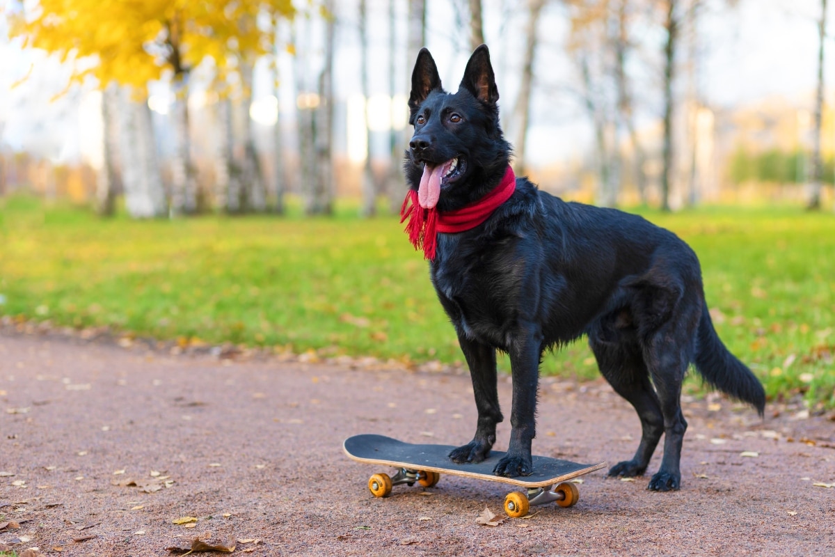 German Shepherd keeping a close eye on its toy, alert and confident.