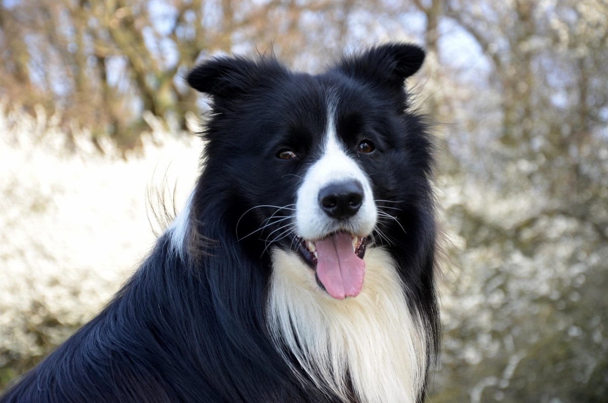 Border Collie with an attentive gaze, clearly tuned into human emotions.