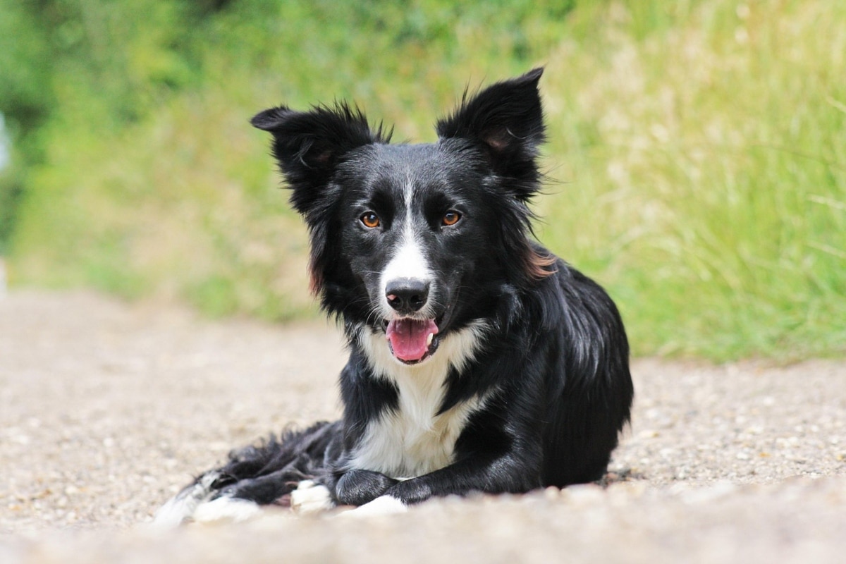 Border Collie focused intently, showcasing intelligence and dedication.
