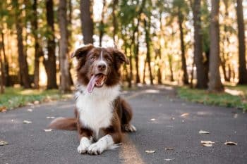 A focused dog staring attentively, ready to learn with eager intelligence.