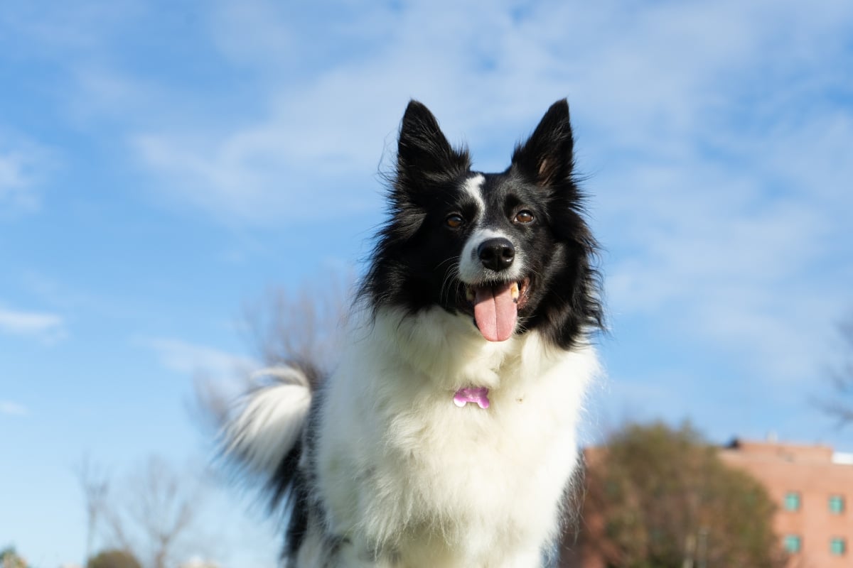 Border Collie independently exploring, showcasing intelligence and a calm demeanor