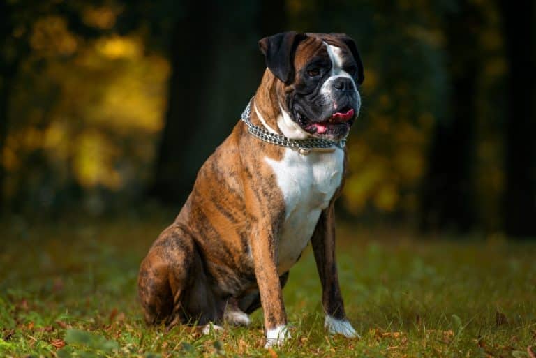 The 12 Best Dog Food Toppers for Boxers - iHeartDogs.com