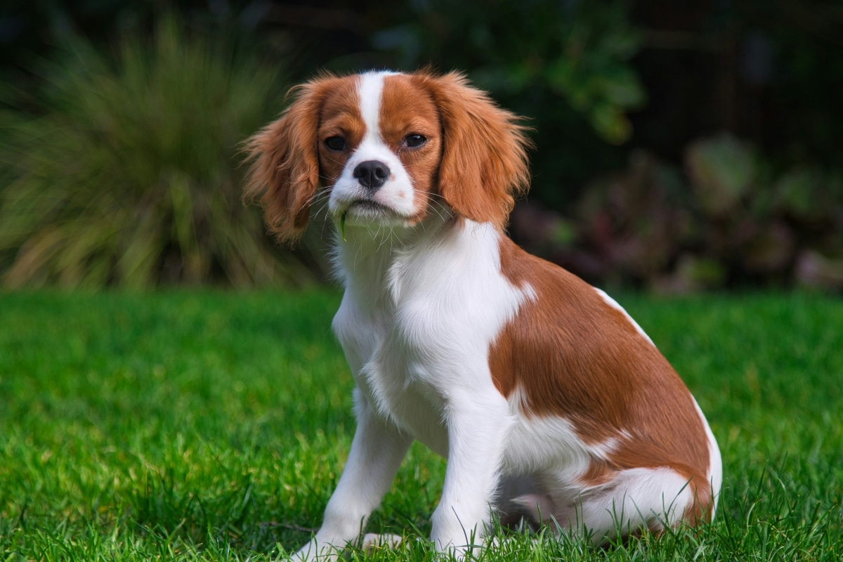 Cavalier King Charles Spaniel gazing lovingly, showing deep emotional connection