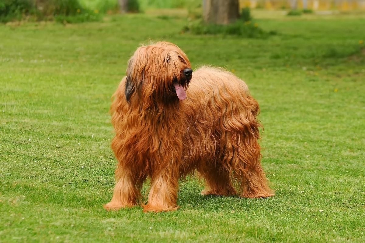 Standard Briard long flowing coat and regal posture showing grand presence.