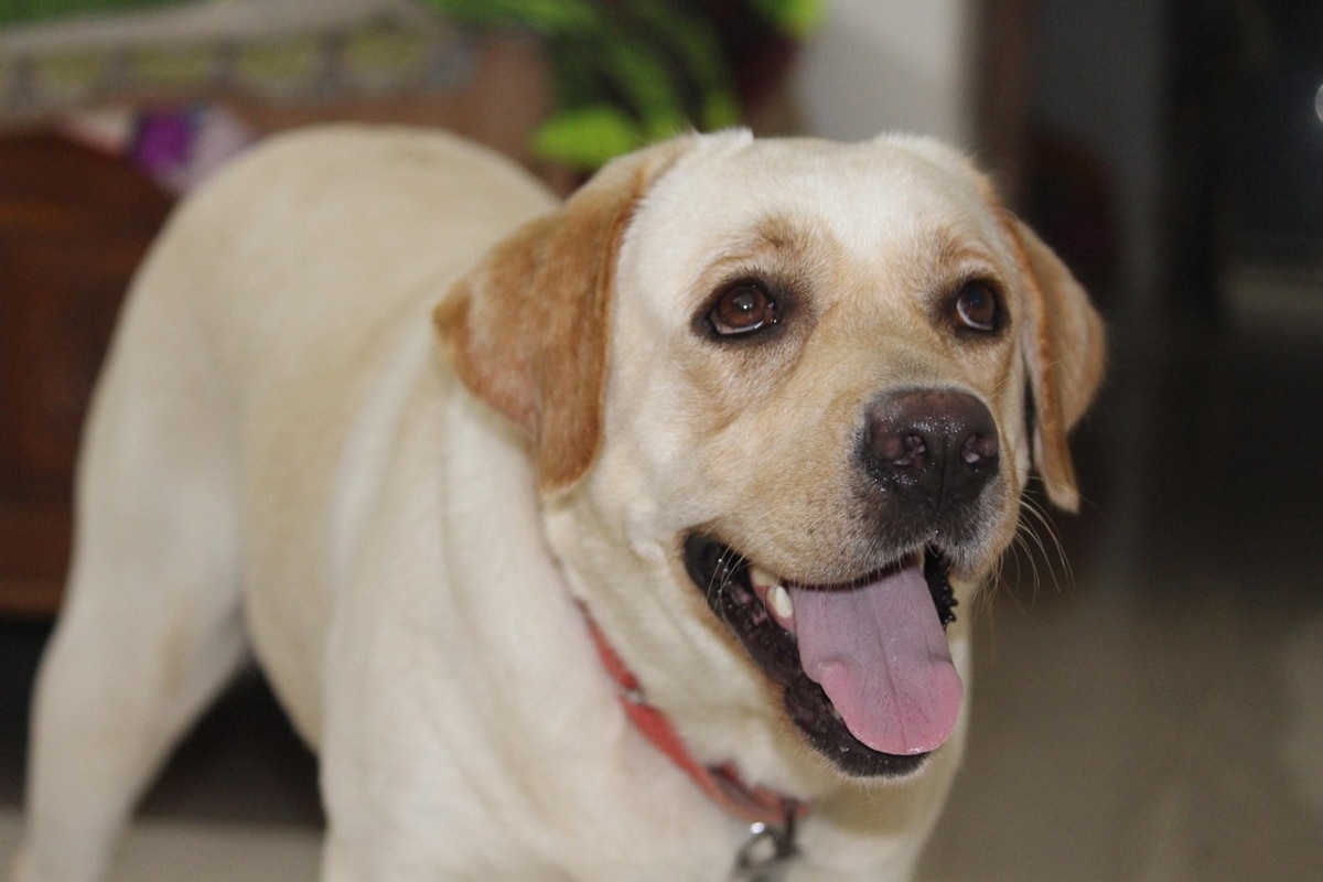 Labrador Retriever bounding happily with a tongue-out, goofy expression.
