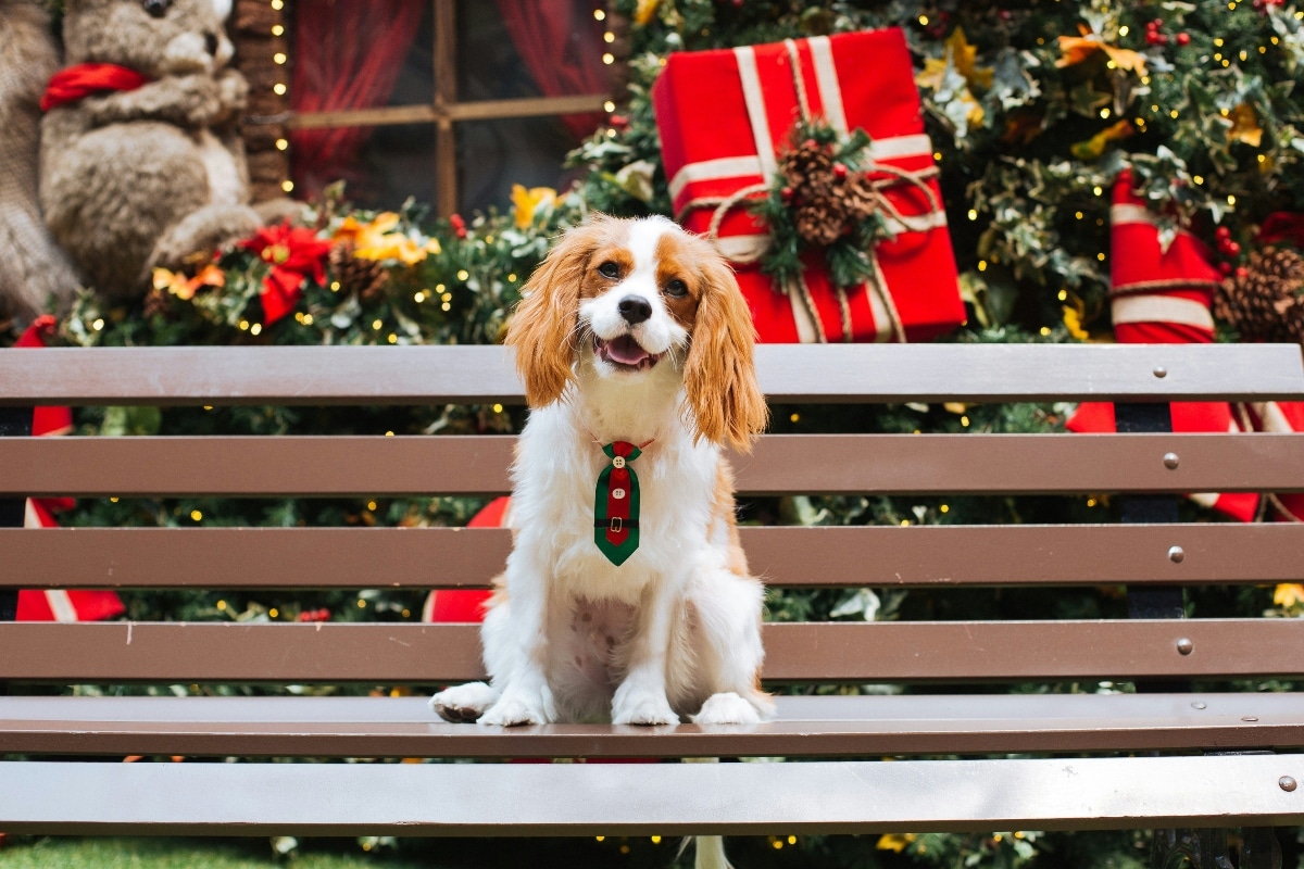 A Cavalier King Charles Spaniel with a silky coat, exuding royal elegance and charm.