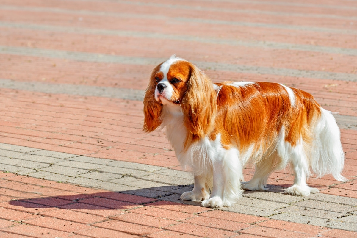 Cavalier King Charles Spaniel gazing affectionately, craving loving attention.