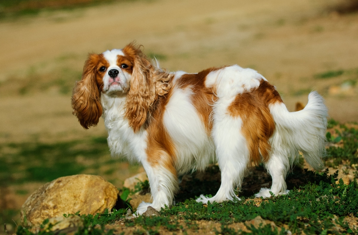 Cavalier King Charles Spaniel with soft eyes and a calm, loving expression.
