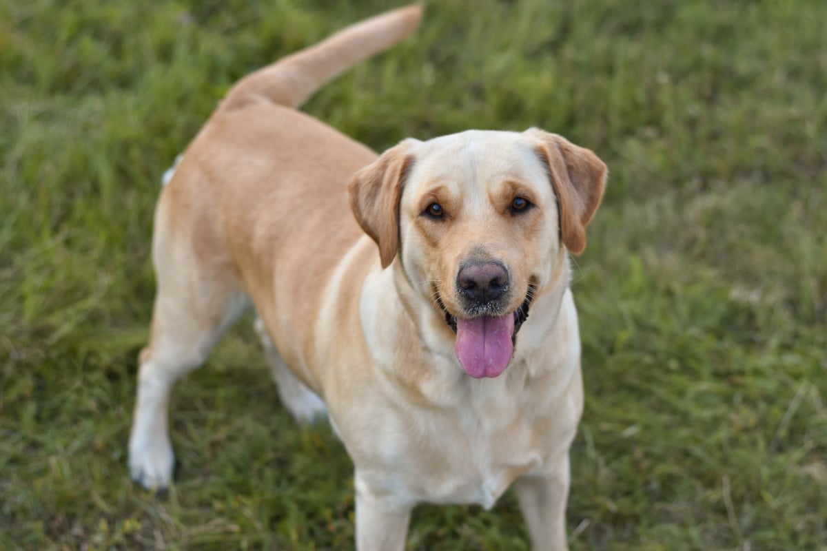 Labrador Retriever with golden coat smiling brightly, showing warmth and loyalty