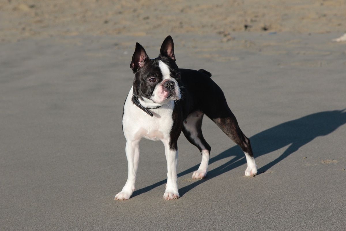 Boston Terrier standing cheerfully, reflecting cheerful boldness and bright energy.