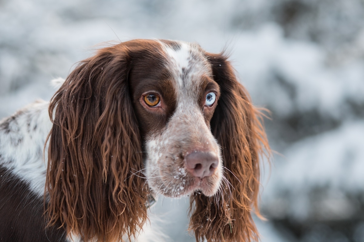 English Springer Spaniel with long ears and an alert expression.