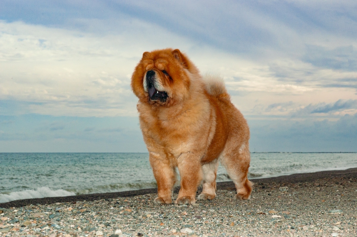 Chow Chow standing proudly with lion-like mane and dignified expression.