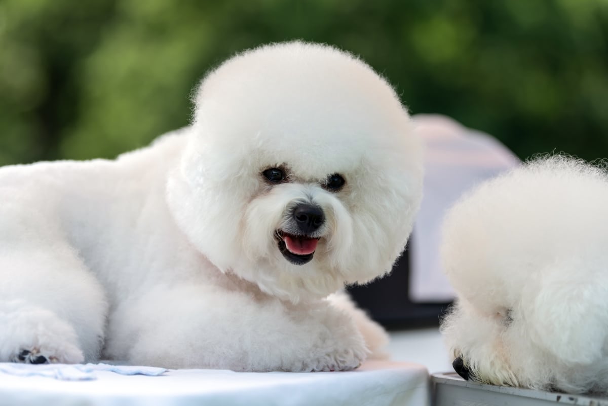 Bichon Frise with fluffy white coat, smiling sweetly with a gentle gaze