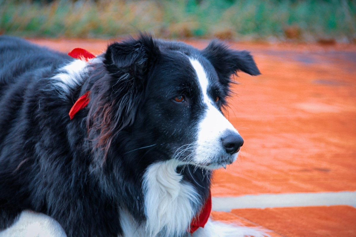 Border Collie watching attentively with laser focus and a loyal stance.