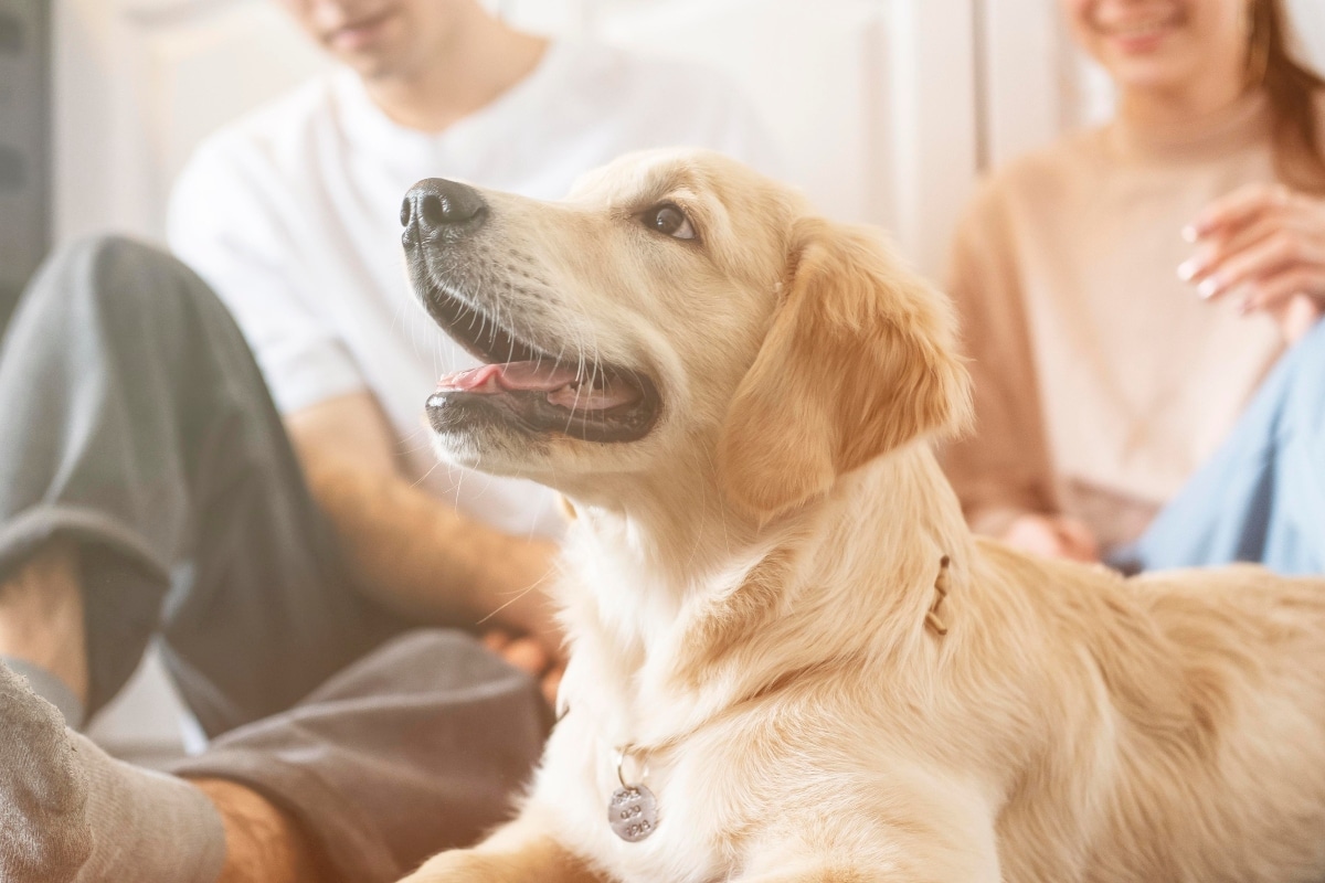 Golden Retriever lying next to its owner, showcasing an affectionate and gentle demeanor.