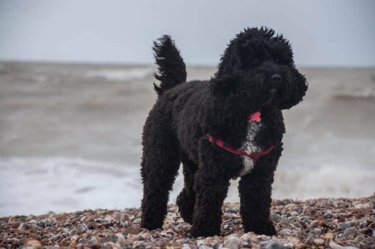 Sand Color Dog 13 Beachy Dog Breeds Who Love to Get Their Paws Sandy - iHeartDogs.com