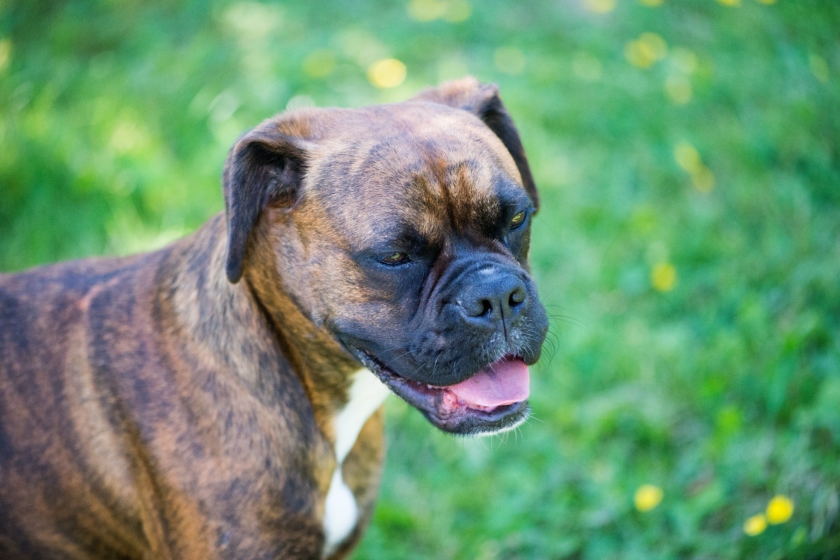 Boxer mid-bounce with joyful, energetic expression.