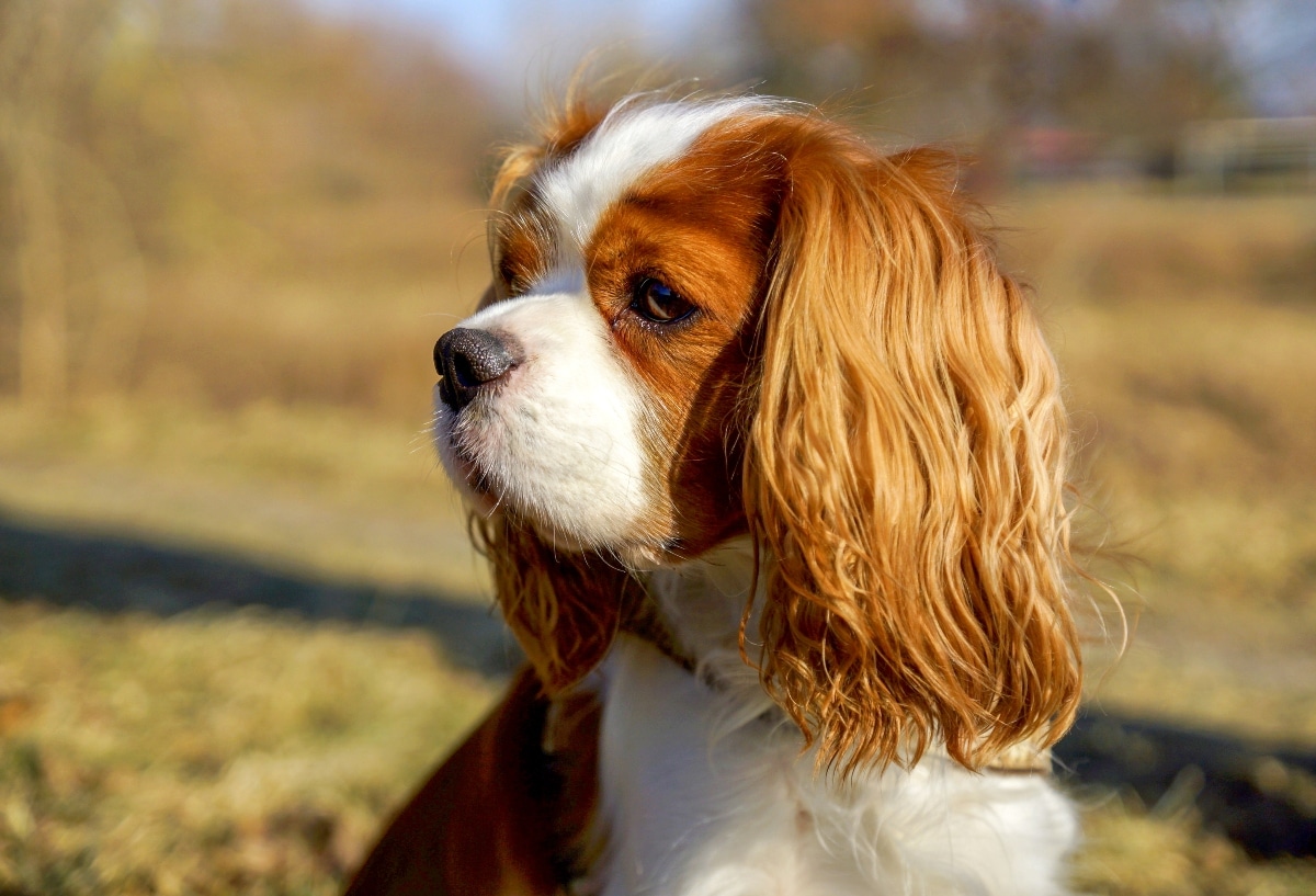 Cavalier King Charles Spaniel with feathered ears and a sweet expression.