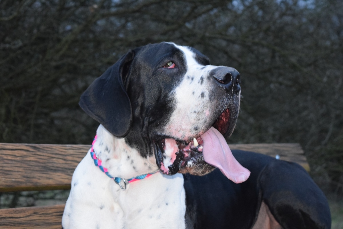Great Dane awkwardly squeezed into a too-small spot with a clueless expression.