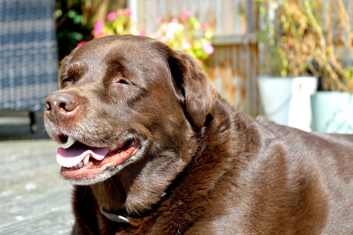Labrador Retriever beaming with joy and leaning in for affection.