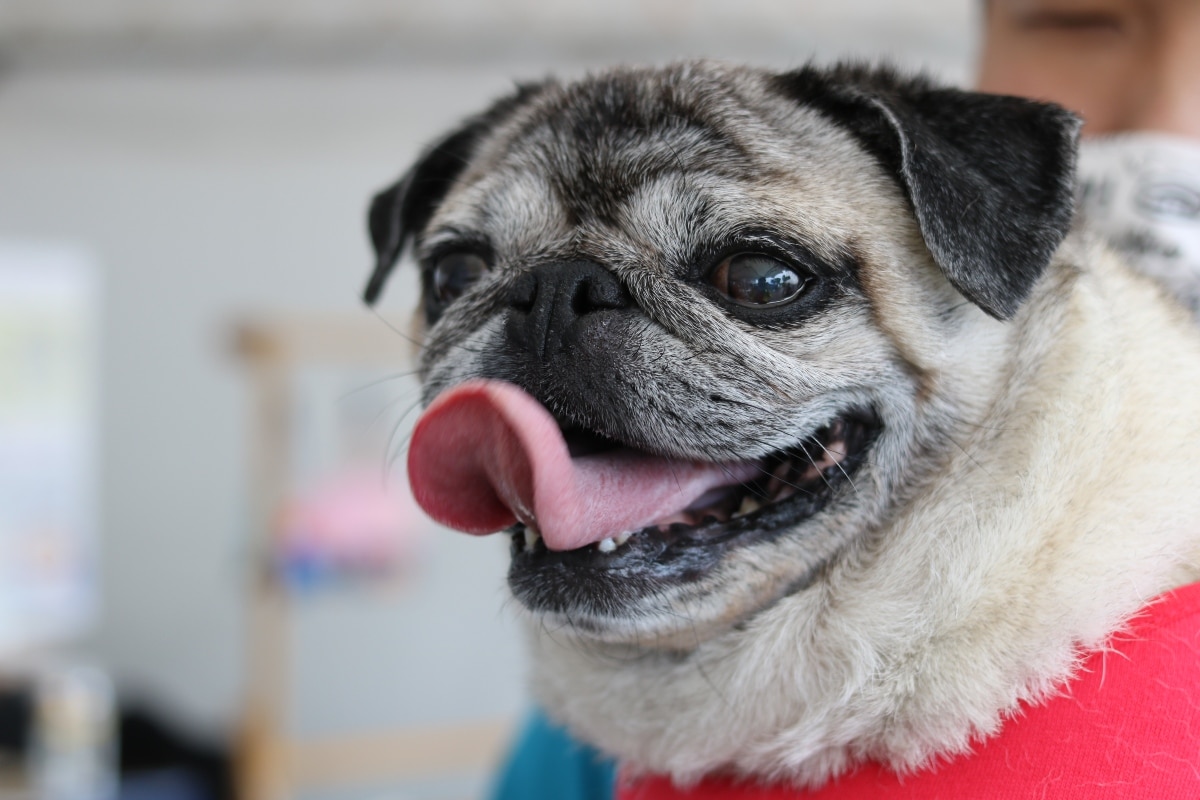 Pug with a squished face and a big, hilarious smile.