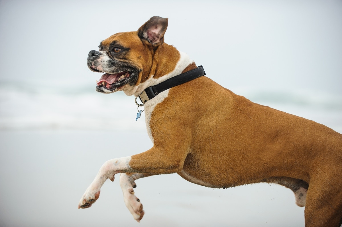 Boxer mid-bounce, showing high energy and comical movement.