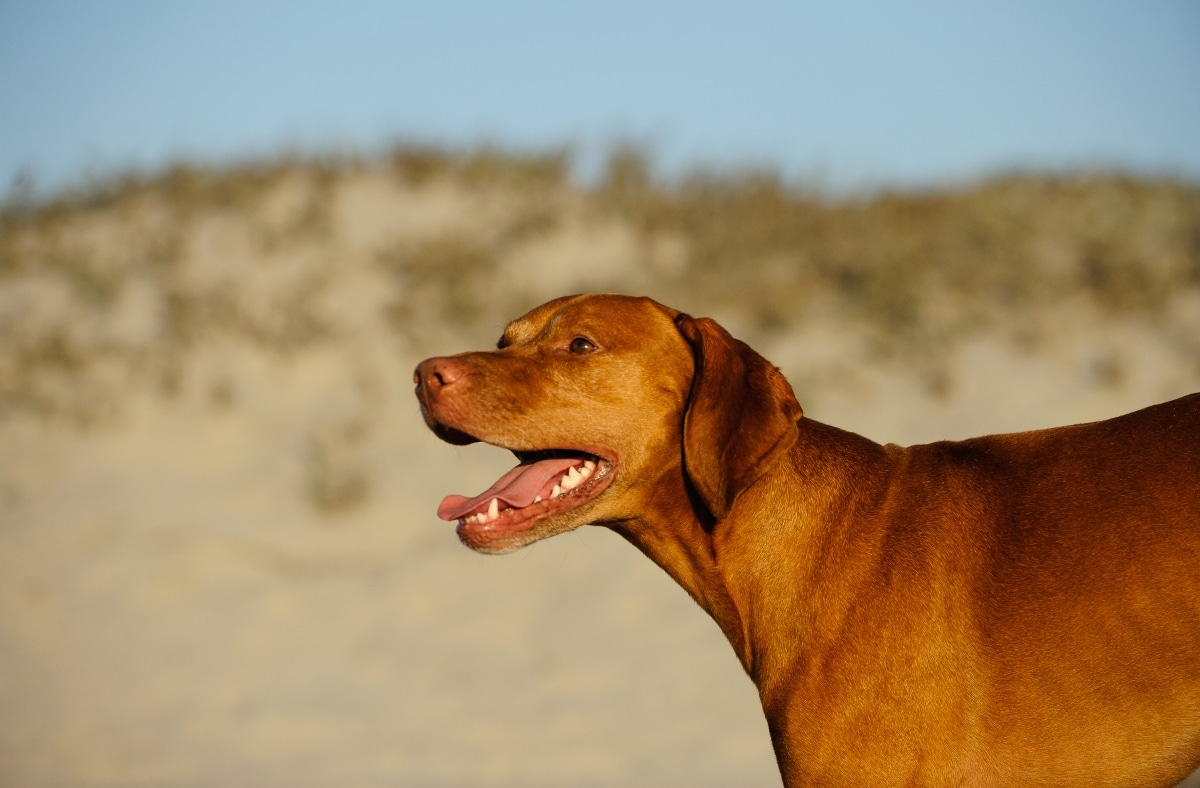 Vizsla standing close with wide, longing eyes and affectionate posture.