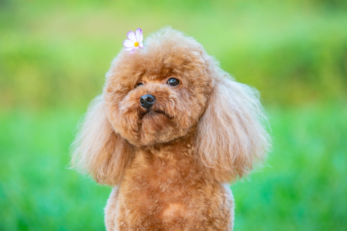 A dog gazing up with soulful eyes, tuned into its human's emotions.