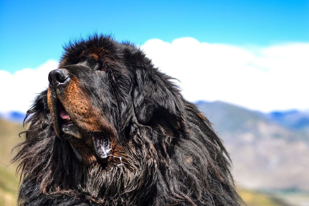 Tibetan Mastiff standing proudly in snow, reflecting cold-weather heritage and thick coat.