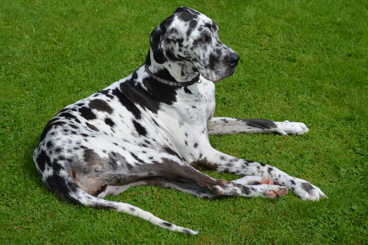 The Great Dane offers gentle companionship.