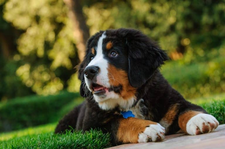 11 Easygoing Dog Breeds That Love To Lounge - iHeartDogs.com