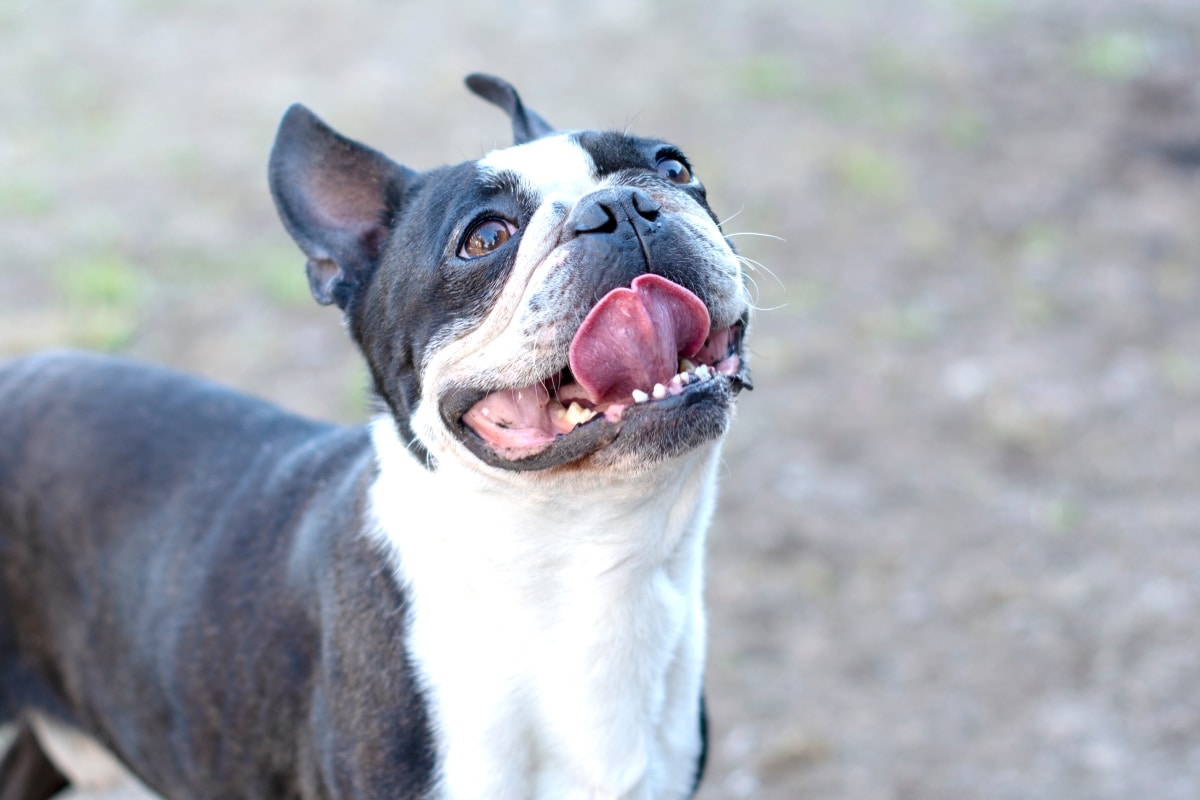 Boston Terrier flashing a toothy grin with eyes wide and full of excitement.