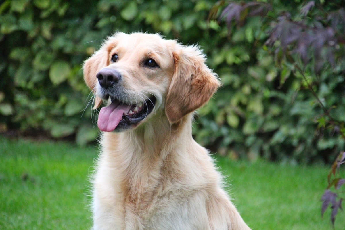 Golden Retriever with soft eyes leaning in for a gentle hug.