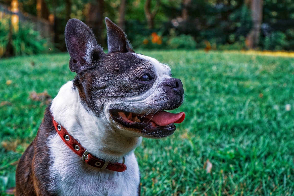 Boston Terrier grinning awkwardly with one ear flopped and wide, excited eyes.