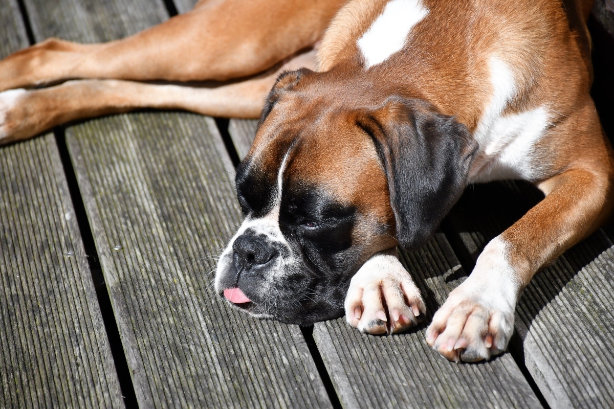 The boxer is resting its head lovingly, showing deep emotional loyalty and affection.