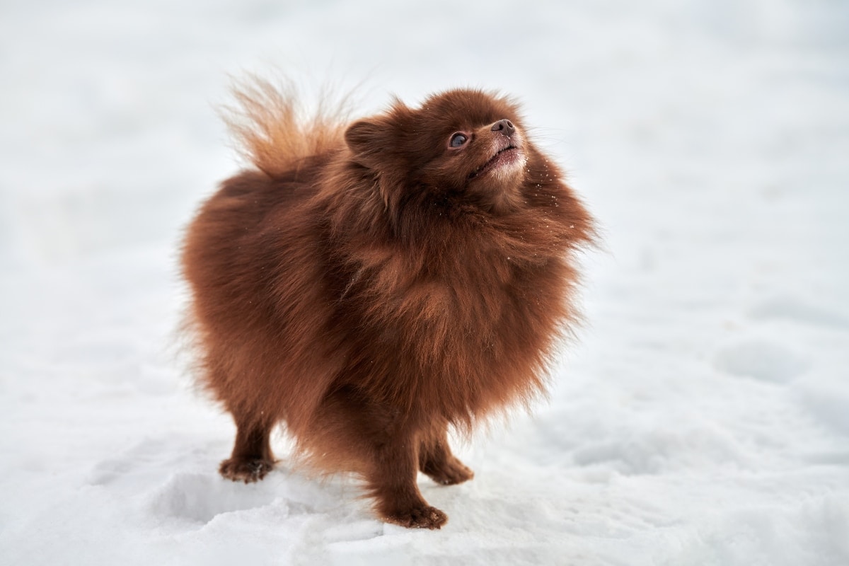 Pomeranian prancing proudly, radiating bold fluff and playful energy.