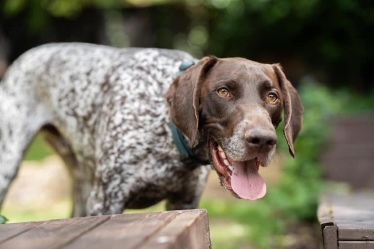 Visual Reference: 7 Vital Tips For Grooming A German Shorthaired Pointer