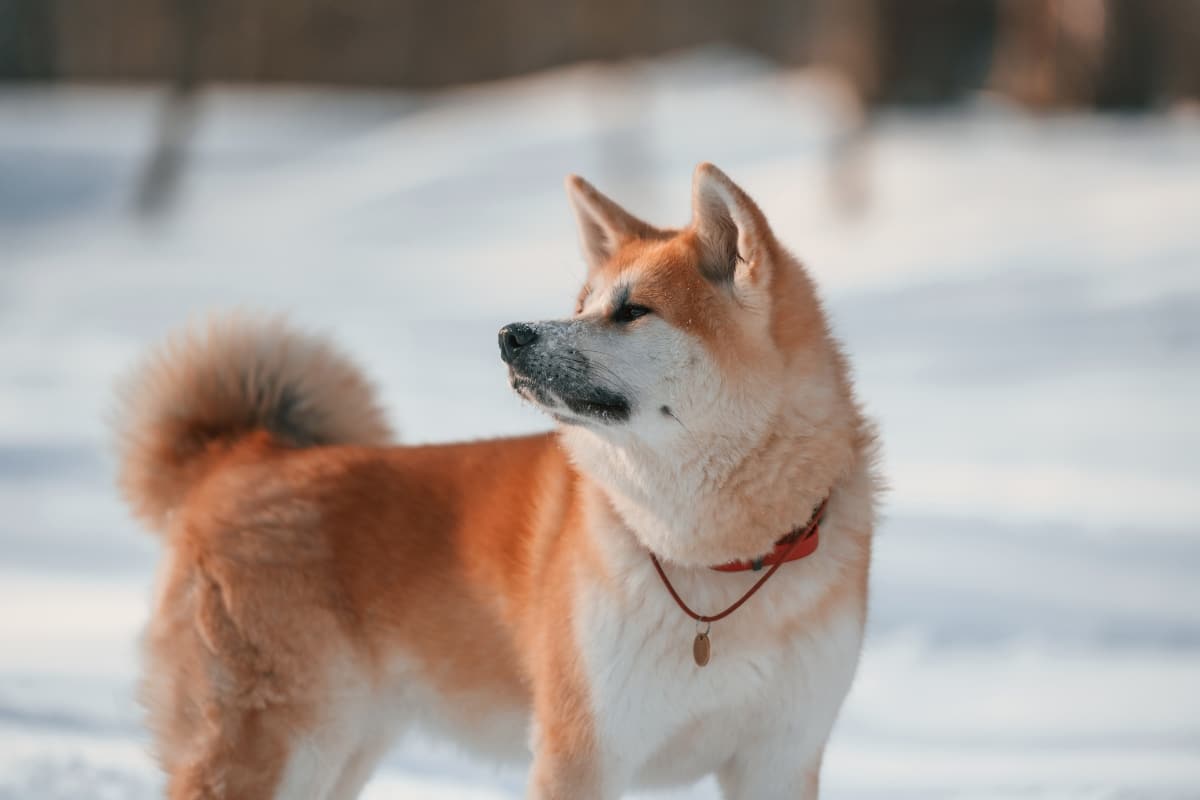 Akita standing still, reflecting quiet strength and composed independence.