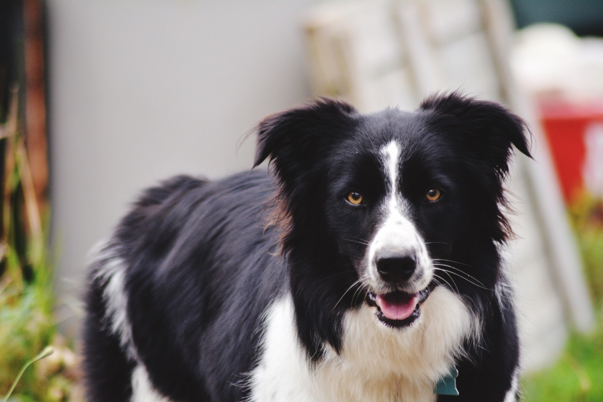 A lively dog with eager eyes and a confident stance, ready for its next big walk