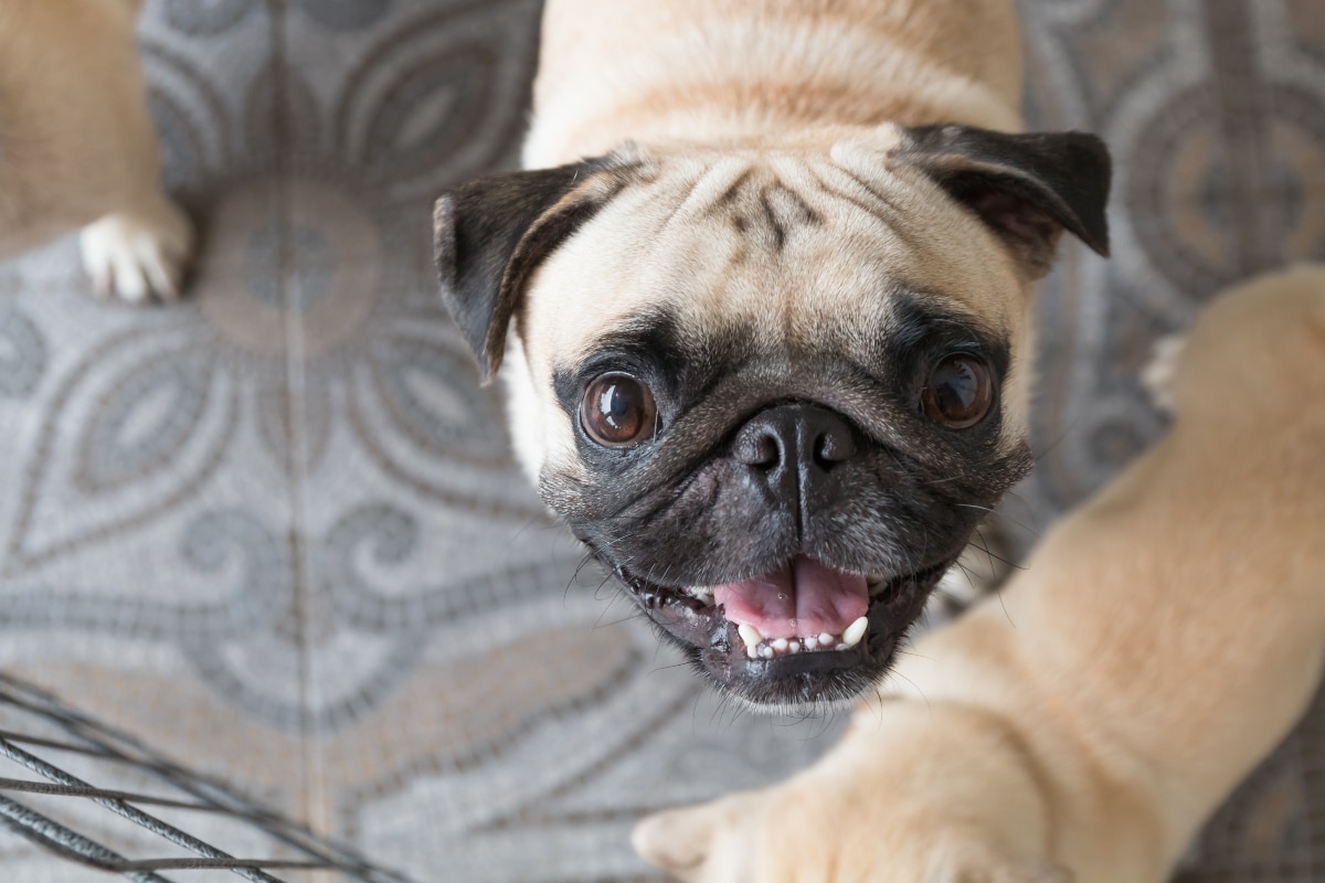 Pug sitting upright, staring hard at food with hopeful and dramatic intent.