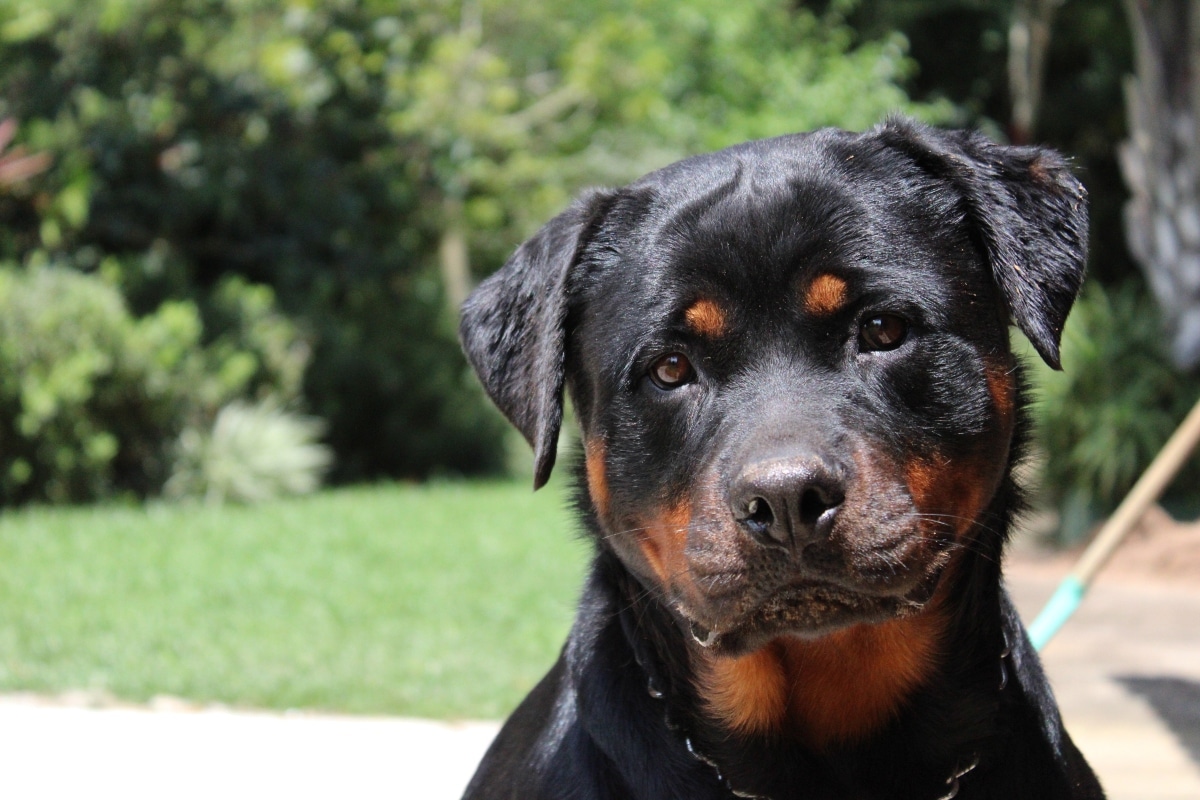 Rottweiler looking focused, reflecting calm intelligence and steady discipline.
