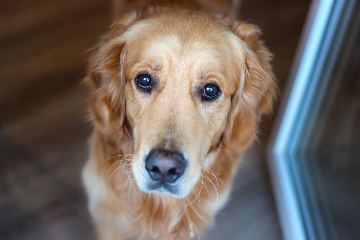 Golden Retriever with warm eyes, embodying devoted family companion energy.