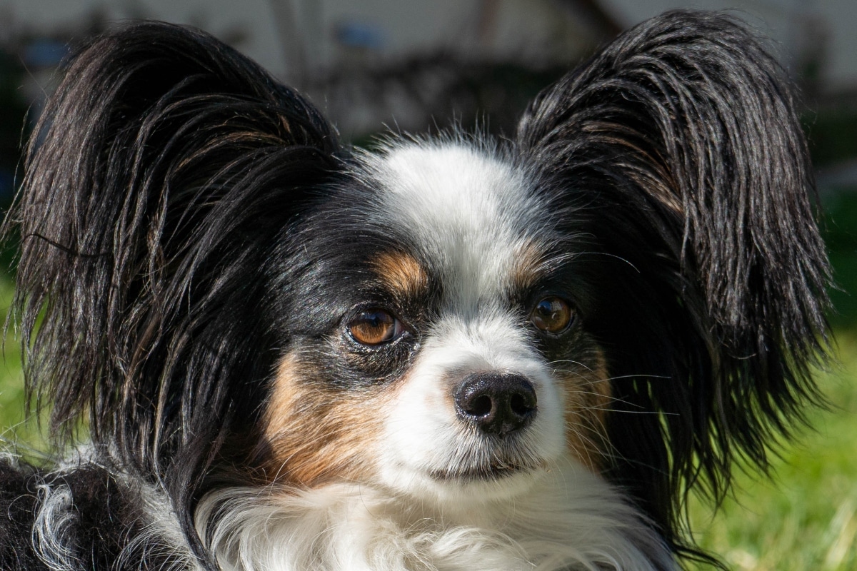 Papillon with perked-up ears and wide eyes, radiating spunk and sweet loyalty